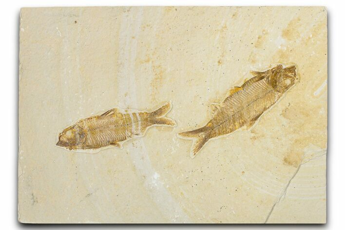Limestone with Two Fossil Fish (Knightia) - Wyoming #354042